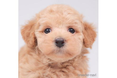 成約済の東京都のトイプードル-206181の2枚目